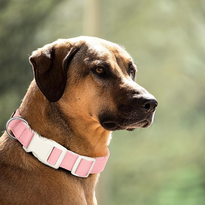 Plutus Pet Cotton Dog Collar, Heavy Duty Collar with Soft Padding, Adjustable and Comfortable for Small Medium and Large Dogs, Pink, XS
