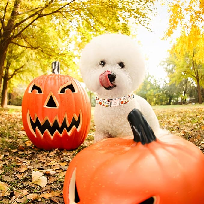 Lionheart glory Dog Collar Halloween Collar Dog Fall Dog Collars, Adjustable Heavy Duty Dog Collar for Small Dogs Pumpkin Collar Dog