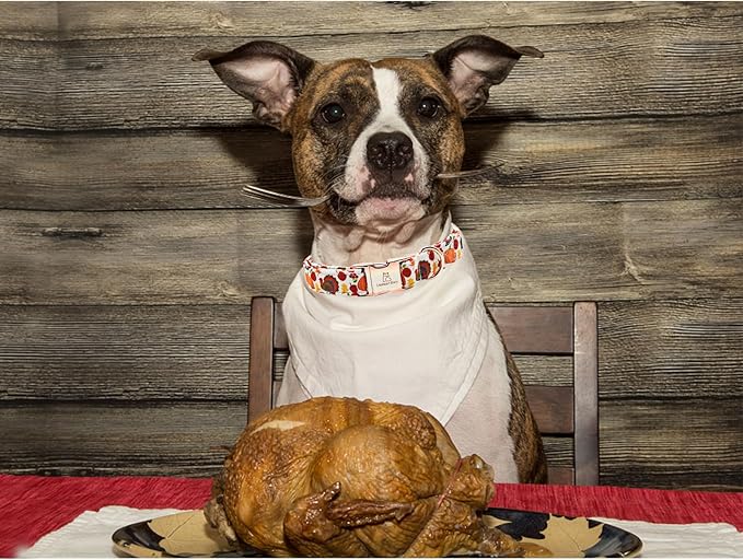 Lionheart glory Turkey Dog Collar Thanksgiving Dog Collar Girl or Boy Dogs Collar Pet Gift Holiday Dog Collar for Small Dog