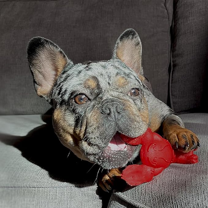 Nylabone Power Chew Lobster Dog Chew Toy, Cute Dog Toys for Aggressive Chewers, Filet Mignon Flavor, Small/Regular (1 Count)