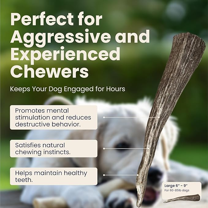 Large 3 Pack Whole Elk Antlers for Dogs [Long Lasting] - Elk Bones for Dogs Humanely Sourced - Elk Horns for Dogs - Dog Elk Antler Chews - Antlers for Large Dogs 60-85 Pounds