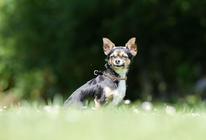 Braided Rope Collar, Pro Training Dog Collar, No Pull Round Martingale Collar, Slip Collar with Slidable Stop Ring - Ideal for Extra Small Dogs (XS (1/4") - 14" Long, Khaki)