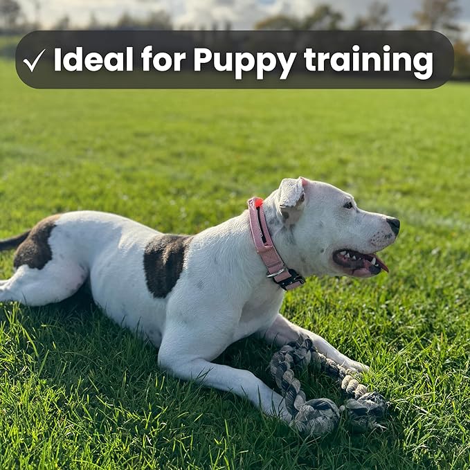 BULLYBREED Premium Dog Colar with Handle, Heavy Duty Dog Collar, Tactical Dog Collar, Quick-Release Metal Buckle, Puppy Collar, Dog Collar for Small Dogs, Dog Collar for Medium Dogs (Black, Small)