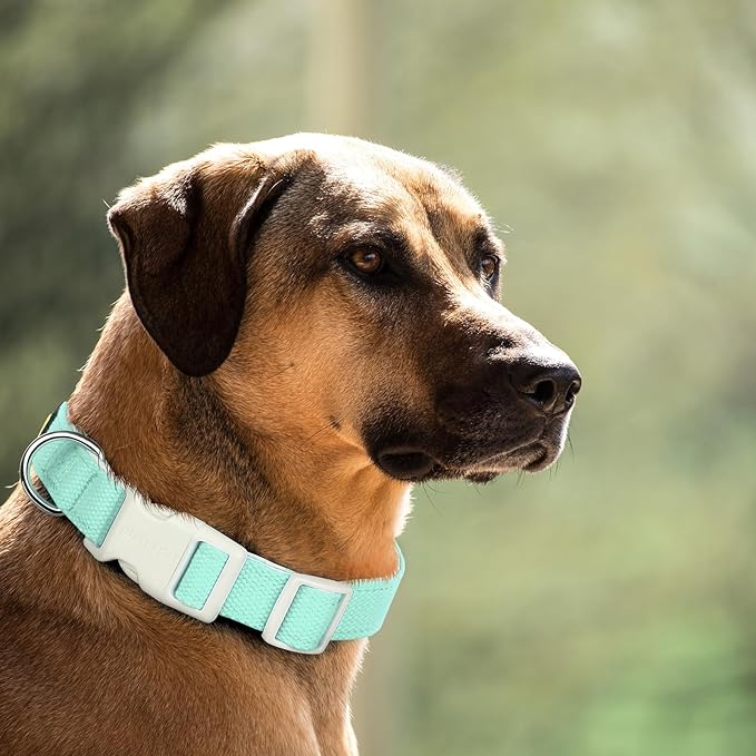 Plutus Pet Cotton Dog Collar, Heavy Duty Collar with Soft Padding, Adjustable and Comfortable for Small Medium and Large Dogs, Light Cyan, L