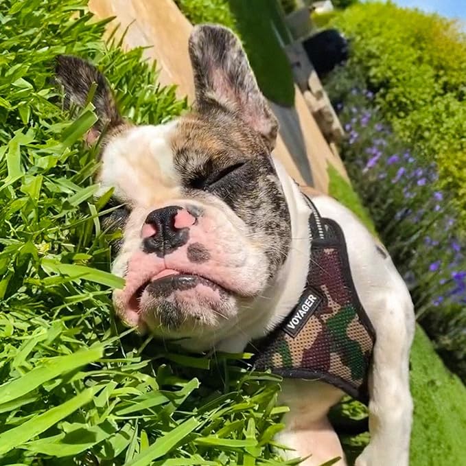 Best Pet Supplies Voyager Adjustable Dog Vest Harness Breathable No Pull Harness for Small, Medium, Large Dogs, Harness for Walking, Jogging, Easy Step-in, Reflective Stripes - (Army Base), L