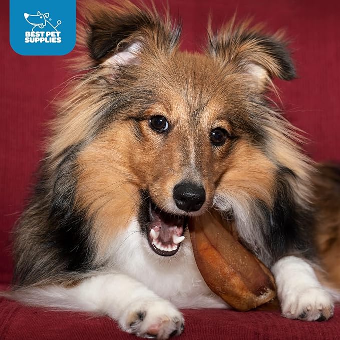 Best Pet Supplies GigaBite Roasted Pig Ears for Dogs, Natural and Healthy Chews, Treats in Whole, Slices, or Sticks, Safe for Puppies and Aggressive Chewers, Clean Teeth and Gums - Pack of 12