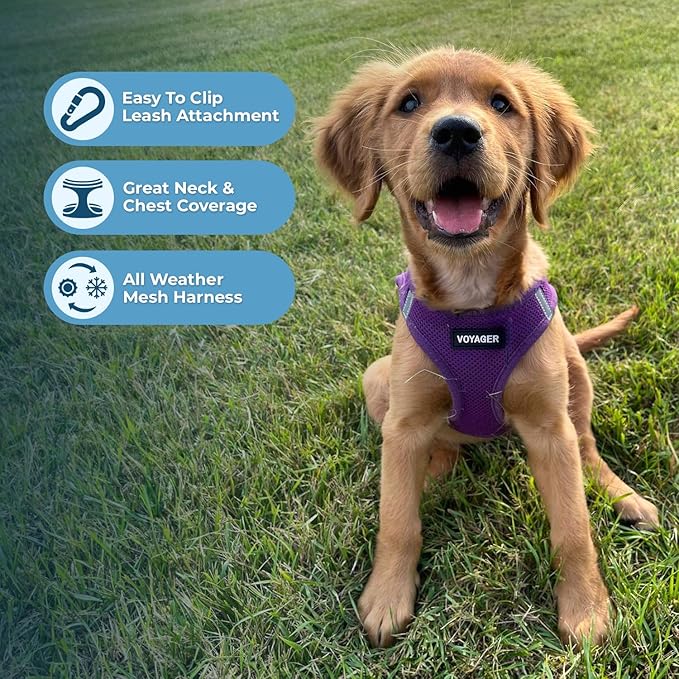 Voyager Step-in Air Dog Harness - All Weather Mesh, Reflective, No Pull Harness for Small, Medium Dogs, Cats - Secure with Hook & Loop Fastener, Buckle, Double D-Rings - Purple, XXXS