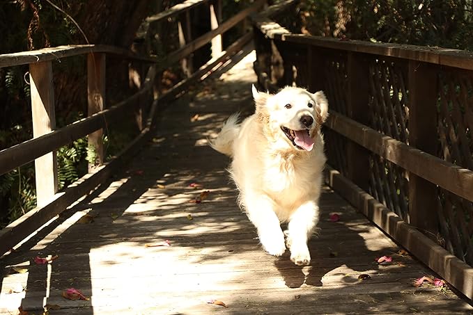 Kawell USA Natural Dog Shampoo for Dry Sensitive Itchy Skin, Hot Spots - Anti-Inflammatory, Antifungal, Anti-Shedding Grooming Shampoo with Matico Healing Properties - for Healthy Skin and Coats, 12oz