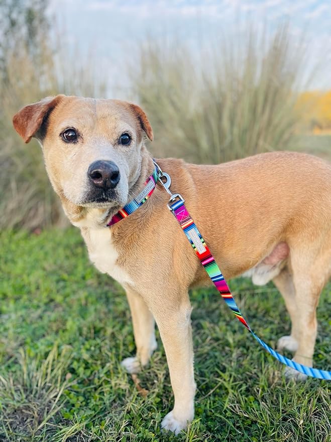 Lucky Love Dog Collars, Rainbow Striped Dog Collar for Medium Dogs, Vivid Pattern Girl or Boy Dog Collars, Nacho, Medium