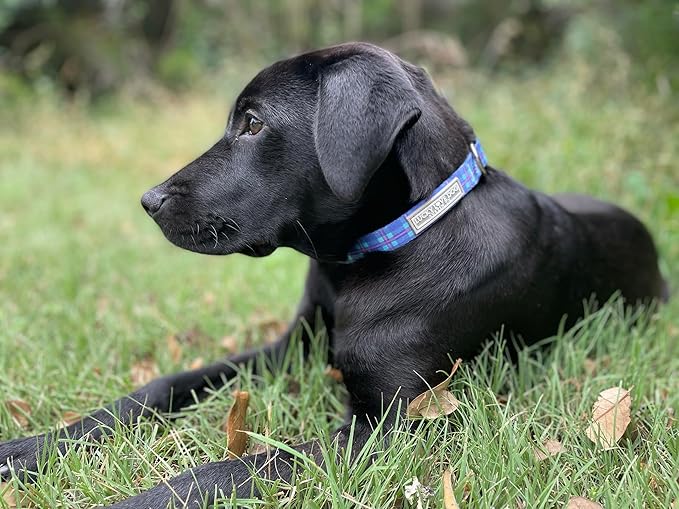 Lucky Love Dog, Blue and Violet Plaid Dog Collar, Adjustable & Comfy Collar for Boy and Girl Dog, Easy On & Off Clasp Accessory - (Medium, Scotty Collar)