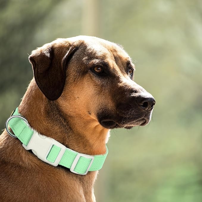 Plutus Pet Cotton Dog Collar, Heavy Duty Collar with Soft Padding, Adjustable and Comfortable for Small Medium and Large Dogs, Light Green, L