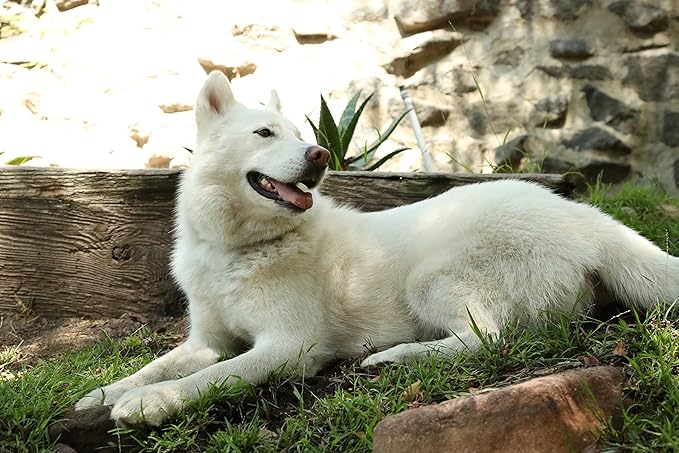 Kawell USA Natural Dog Shampoo for Dry Sensitive Itchy Skin, Hot Spots - Anti-Inflammatory, Antifungal, Anti-Shedding Grooming Shampoo with Matico Healing Properties - for Healthy Skin and Coats, 12oz