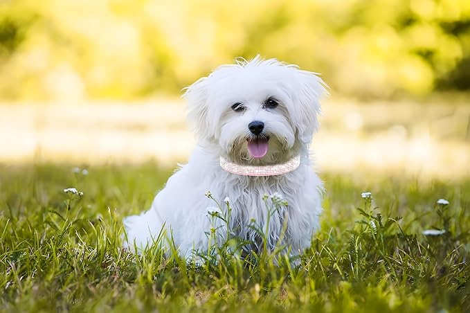 Bling Girl Dog Collars, Rhinestone Dog Collar with Diamond Crystal Glitter Sparkling Female Cat Collars for Small Medium Large Dogs Dark Pink, L