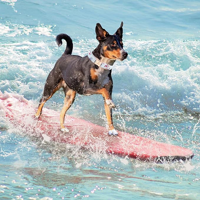 Lionheart glory Dog Collar, Dog Collar Summer Stripe Boy Dog Collar Cute Pet Collar Gift for Medium Dog