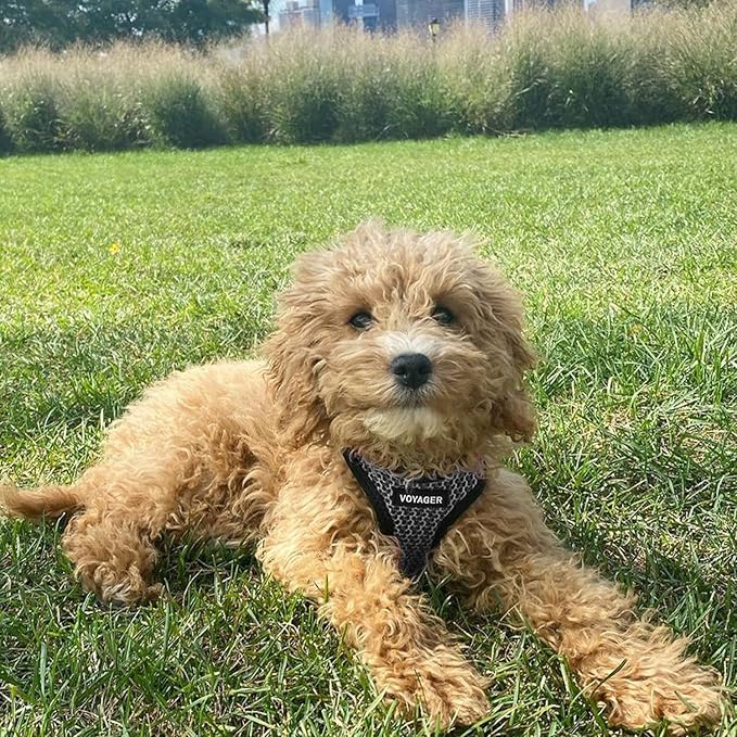 Voyager Step-In Air Dog Harness - All Weather Mesh, Reflective, No Pull Harness for Small, Medium Dogs, Cats - Secure with Hook & Loop Fastener, Buckle, Double D-Rings - Gray 2-Tone, L