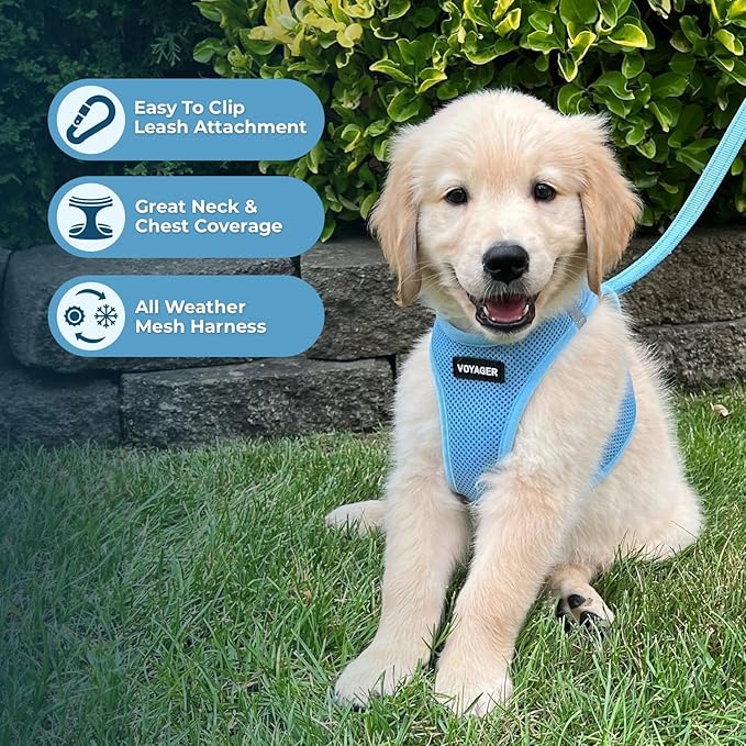 Voyager Step-in Air Dog Harness - All Weather Mesh, Reflective, No Pull Harness for Small, Medium Dogs, Cats - Secure with Hook & Loop Fastener, Buckle, Double D-Rings - Baby Blue, M