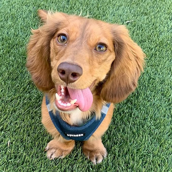 Voyager Step-in Air Dog Harness - All Weather Mesh, Reflective, No Pull Harness for Small, Medium Dogs, Cats - Secure with Hook & Loop Fastener, Buckle, Double D-Rings - Blue, L