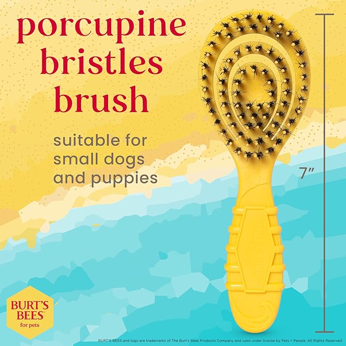Burt’s Bees for Pets Porcupine Bristle Brush for Puppies and Small Dogs with Handle Made from Recycled Plastics Collected from Coastal Communities | Flex-head Grooming Brush for Dogs