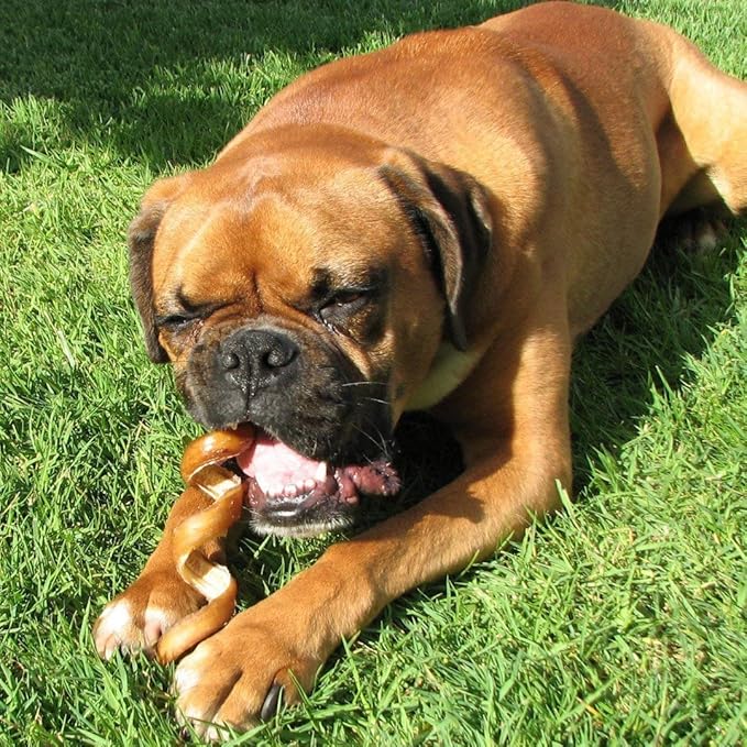 Pawstruck All-Natural 6" Bully Stick Springs for Dogs - Fun Challenging Rawhide Free 100% Beef Single Ingredient Chew Treat Bones - Fully Digestible Low Odor - 25 Pack - Packaging May Vary