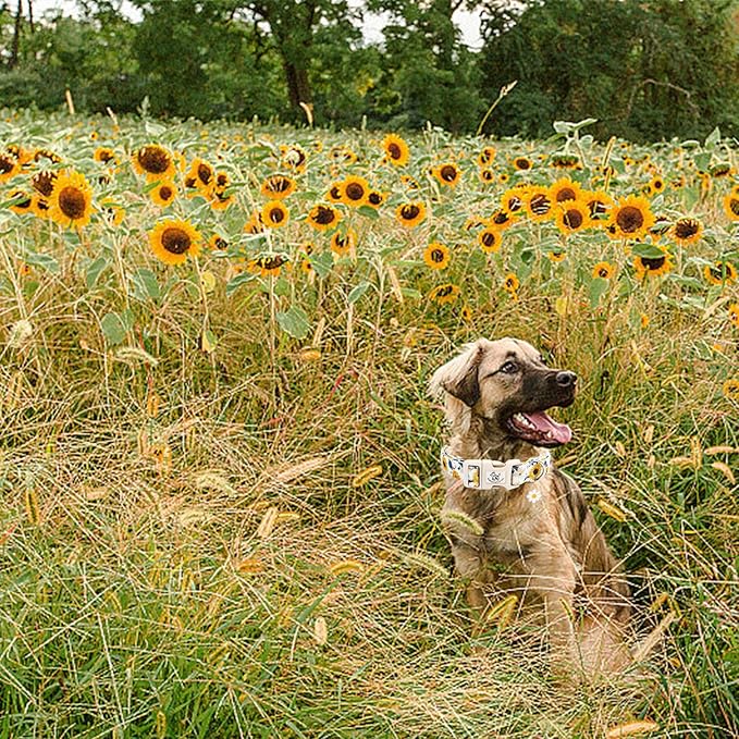 Elegant little tail Dog Collar,Sunflower Pattern Pet Collar Cute Durable Spring Female or Male Adjustable Cotton Pet Collar with Quick Release Buckle for X-Small Puppy