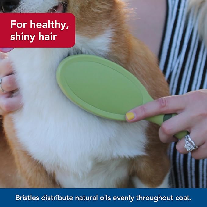 Coastal Pet - Safari - Bristle Dog Brush, Brush, Large (9" L x 2.625" W)