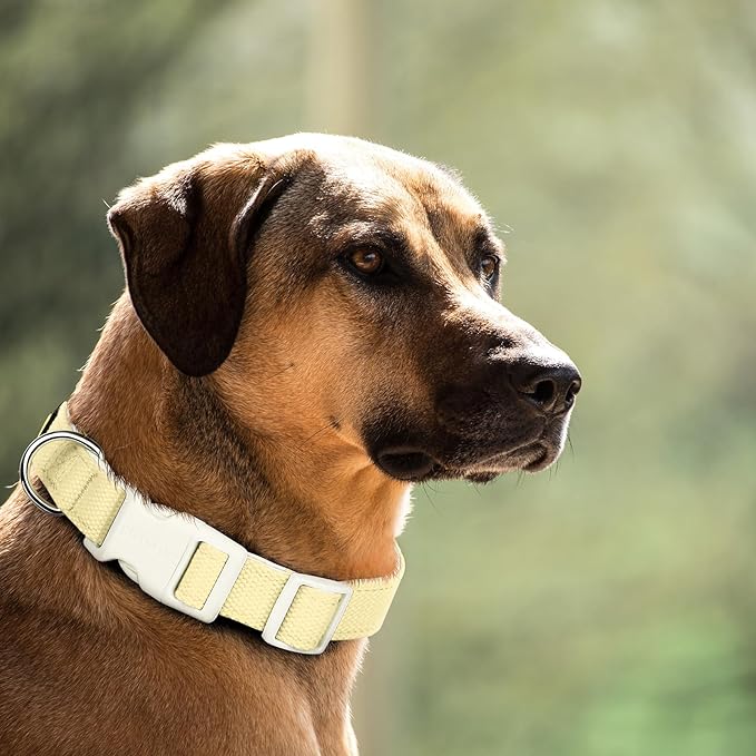 Plutus Pet Cotton Dog Collar, Heavy Duty Collar with Soft Padding, Adjustable and Comfortable for Small Medium and Large Dogs, Light Yellow, L