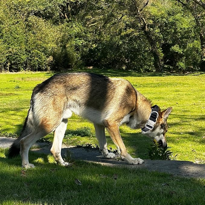 Tactical Military Dog Collar, Strong Heavy Duty Dog Collar, Wide Thick Dog Collar with Handle, Soft Neoprene Padded Collar with Quick Release Metal Buckle for Medium Large Dogs (Black, M)