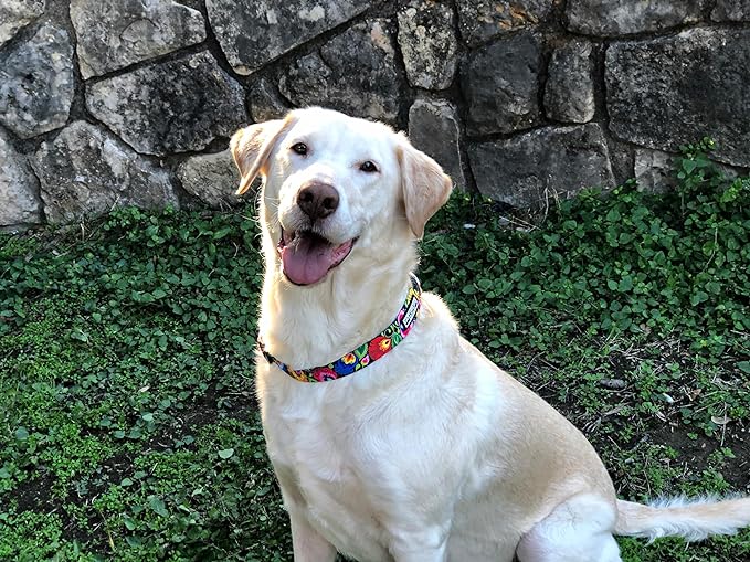 Lucky Love Dog - Adjustable Dog Collar with Easy Click Buckle for Small to Large Dogs, Durable, & Comfortable Collar for Male & Female Dogs, Pet Collar for Puppies & Adult Dogs - Blackbird, X-Small