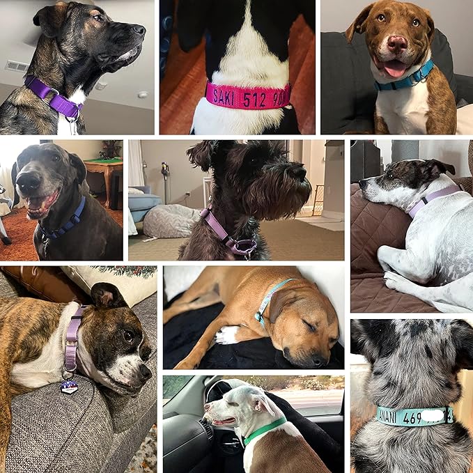 Blueberry Pet Essentials Martingale Safety Training Dog Collar, True Navy, Small, Heavy Duty Nylon Adjustable Collars for Dogs