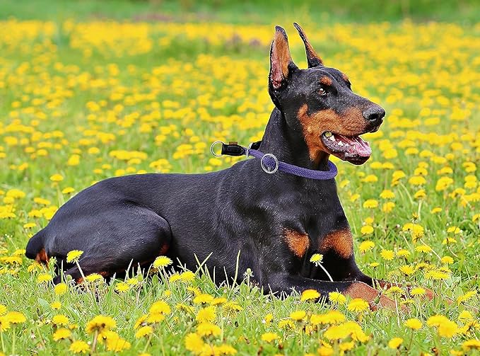 Braided Rope Collar, Pro Training Dog Collar, No Pull Round Martingale Collar, Slip Collar with Slidable Stop Ring - Ideal for Large Dogs (L(1/2") - 22" Long, Purple)
