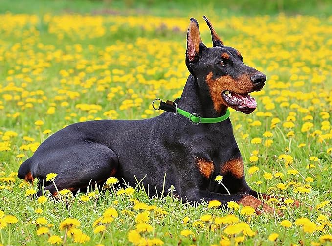Braided Rope Collar, Pro Training Dog Collar, No Pull Round Martingale Collar, Slip Collar with Slidable Stop Ring - Ideal for Large Dogs (XL(1/2") - 26" Long, Light Green)