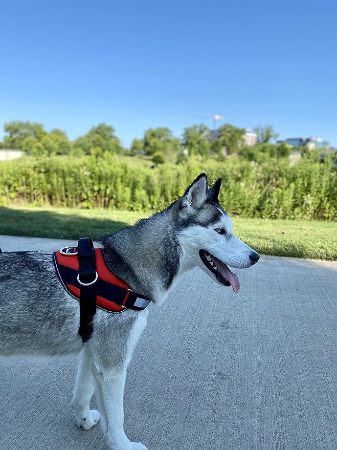 ShawnCo Essential Dog Harness, No-Pull Pet Vest with 3 Leash Clips, No Choke, Reflective, Adjustable and Padded, for Easy Walking and Training for Small Dogs (Mustang Red, S)