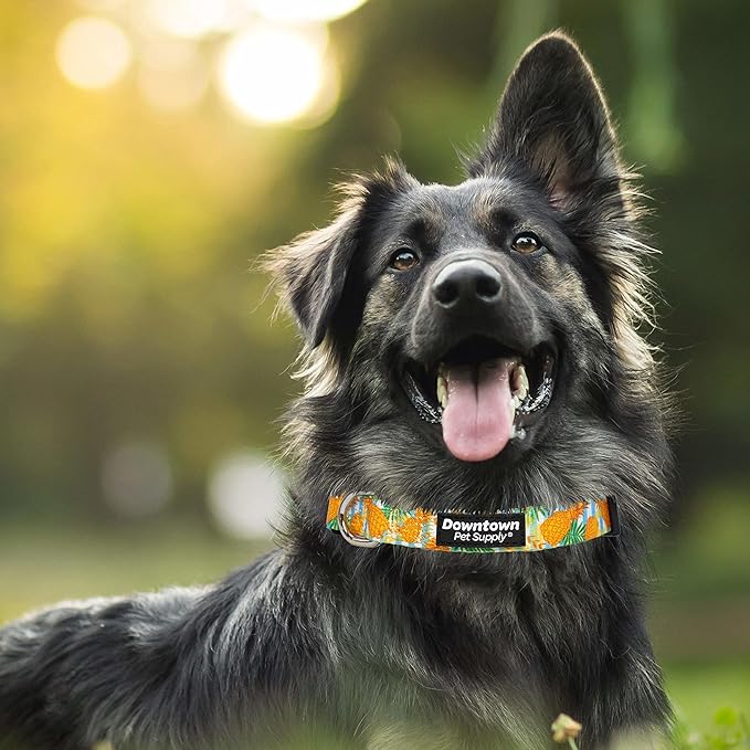 Downtown Pet Supply - Best, Cute & Fancy Dog Collar - Lightweight Adjustable Dog Collar with Quick Buckle & D-Ring - Hand Wash Safe - Pineapple - L - Large Dog Collar