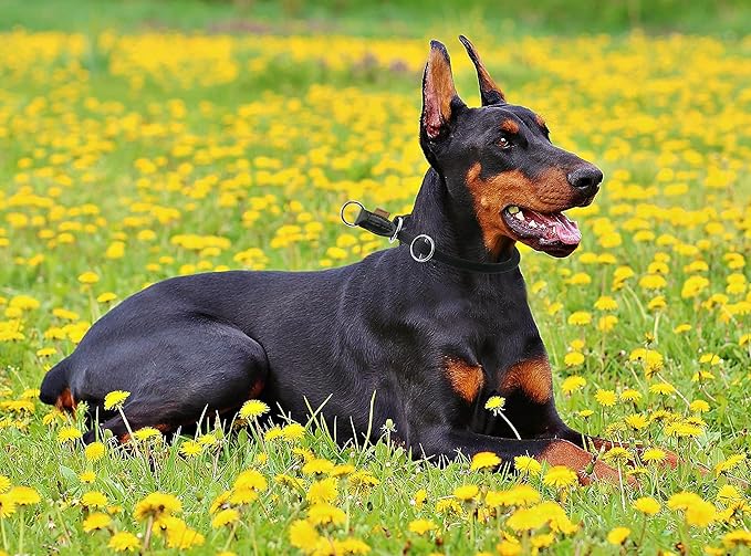 Braided Rope Collar, Pro Training Dog Collar, No Pull Round Martingale Collar, Slip Collar with Slidable Stop Ring - Ideal for Large Dogs (L(1/2") - 22" Long, Black)