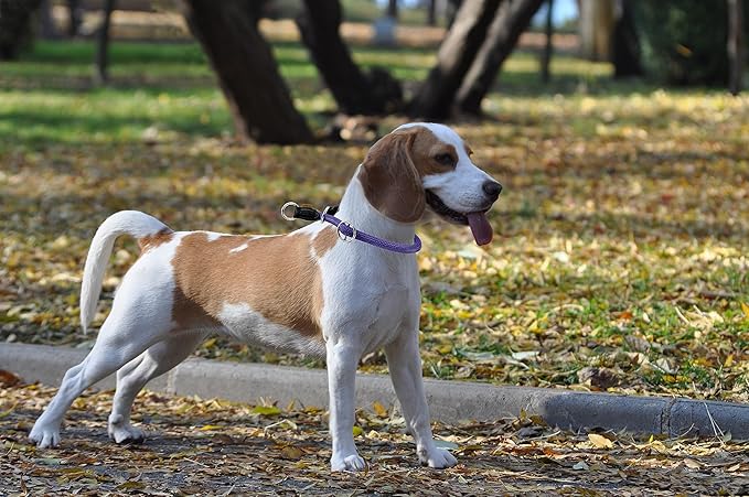 Braided Collar, Pro Training Dog Collar, No Pull Round Collar, Slip Collar with Slidable Stop Ring - Ideal for Small Medium Dogs (M- (1/3") - 18" Long, Purple)