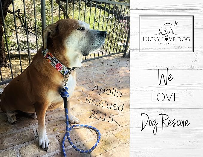 Lucky Love Dog Wide Dog Collar - Adjustable, Durable, Soft Webbing, & Comfortable 1.5 inch Wide Collar for Dogs Male and Female - in Ladybird Pattern with Strong Buckle, X-Large Size