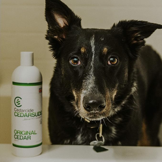 Cedarcide Cedarsuds Original Cedar Pet Shampoo (Quart) | Non-Toxic and Eco-Friendly | Cleans, and Moisturizes | Soft, Hydrating Coat for Pets | Removes Mats and Tangles