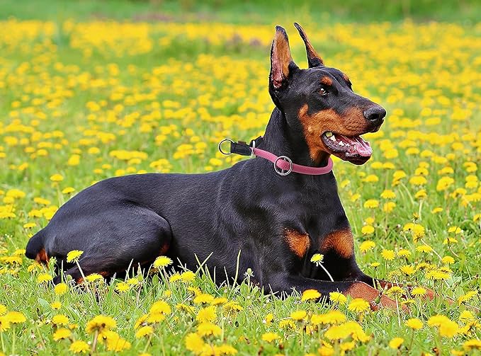Braided Rope Collar, Pro Training Dog Collar, No Pull Round Martingale Collar, Slip Collar with Slidable Stop Ring - Ideal for Large Dogs (XL(1/2") - 26" Long, Pink)