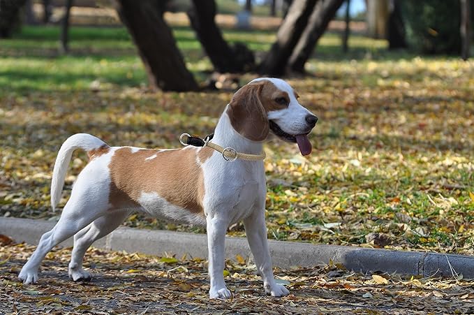 Braided Collar, Pro Training Dog Collar, No Pull Round Collar, Slip Collar with Slidable Stop Ring - Ideal for Small Medium Dogs (M- (1/3") - 18" Long, Khaki)