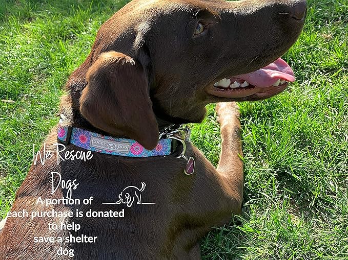 Lucky Love Dog, Boho Chic Dog Collar for Girl Boy Dogs, Vivid Pink and Turquoise Collar for Dogs, Comfortable, Soft, Cute Collars - (Mediuml, Clara Collar)