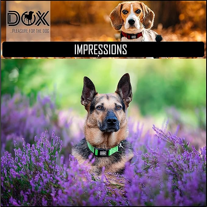 DDOXX Reflective Nylon Dog Collar, S (Purple) - Adjustable, Strong and Comfortable Collar for Dogs with Quick Release Buckle, Durable and Visible for Safety - Dog Leash Ideal for Training and Walks