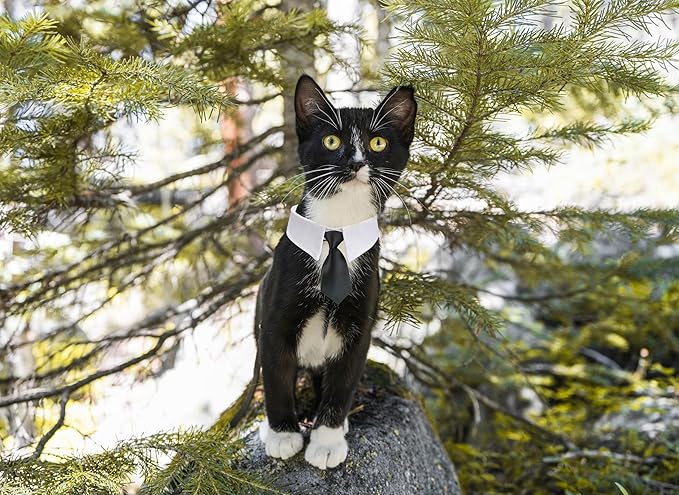 Cat Tuxedo, KOOLMOX Adjustable Suit White Collar with Formal Bows and Ties for Pet, Black Tiefor Small Medium Boy Cats Dogs Tuxedo Tux Outfits, Wedding Birthday Valentines Day Costumes, 2 Pack Black