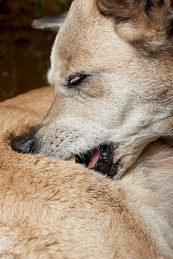 Hot Spot Shampoo & Conditioner 2-in-1 and Hot Spot Relief Balm Kit by Aroma Paws