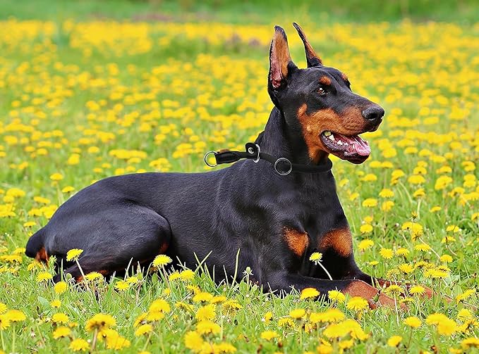 Braided Rope Collar, Training Dog Collar, Round Martingale Collar, Slip Collar with Adjustable Stopper and Slidable Stop Ring - Ideal for Extra Large Dogs (XL(1/2") - 24" Long, Black)