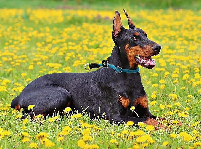 Braided Rope Collar, Training Dog Collar, Round Martingale Collar, Slip Collar with Adjustable Stopper and Slidable Stop Ring - Ideal for Extra Large Dogs (XL(1/2") - 24" Long, Light Blue)