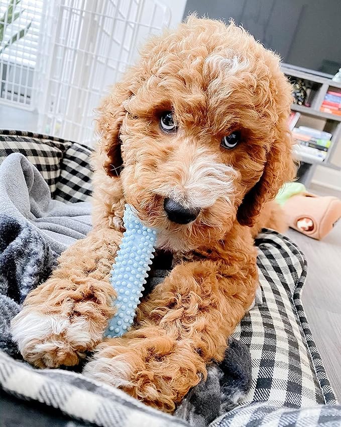 Nylabone Puppy Teething and Soothing Chew Toy - Puppy Chew Toys for Teething - Puppy Supplies - Chicken Flavor, Blue, X-Small/Petite (1 Count)