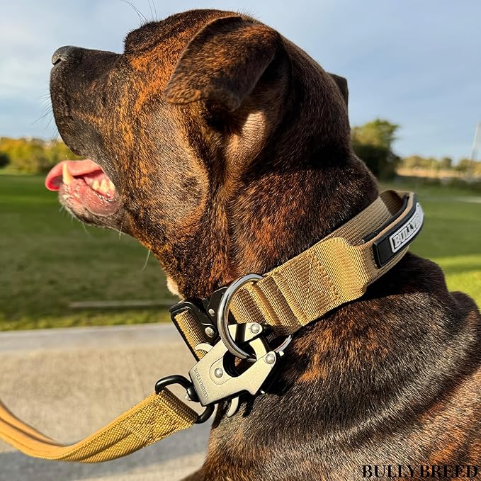 BULLYBREED Premium Dog Colar with Handle, Heavy Duty Dog Collar, Tactical Dog Collar, Quick-Release Metal Buckle, Thick Dog Collar, Dog Collar for Medium Dogs, Dog Collar for Large Dogs (Tan, Large)