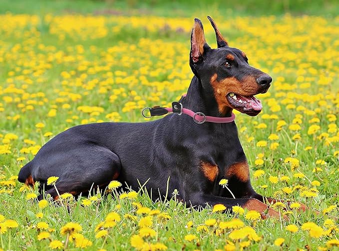 Braided Rope Collar, Training Dog Collar, Round Martingale Collar, Slip Collar with Adjustable Stopper and Slidable Stop Ring - Ideal for Extra Large Dogs (XL(1/2") - 24" Long, Pink)