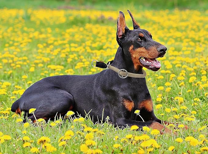 Braided Rope Collar, Pro Training Dog Collar, No Pull Round Martingale Collar, Slip Collar with Slidable Stop Ring - Ideal for Large Dogs (L(1/2") - 22" Long, Khaki)