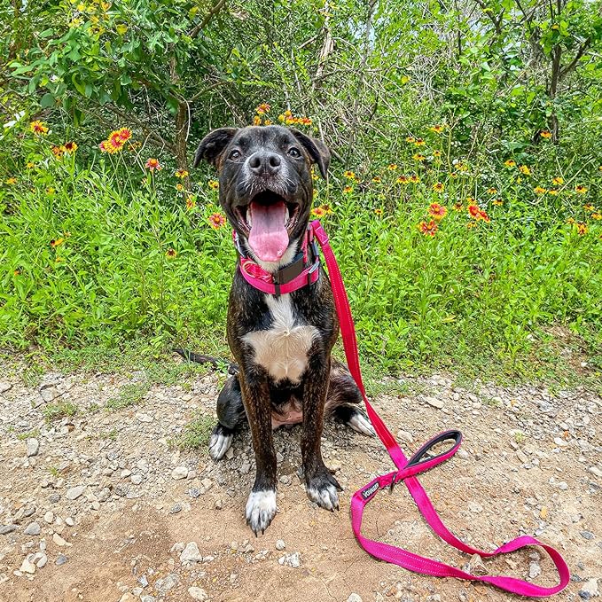 Voyager Reflective Dog Leash Collar Set with Neoprene Handle Supports Small, Medium, and Large Breed Puppies, Cute and Heavy Duty for Walking, Running, and Training - Fuchsia, S